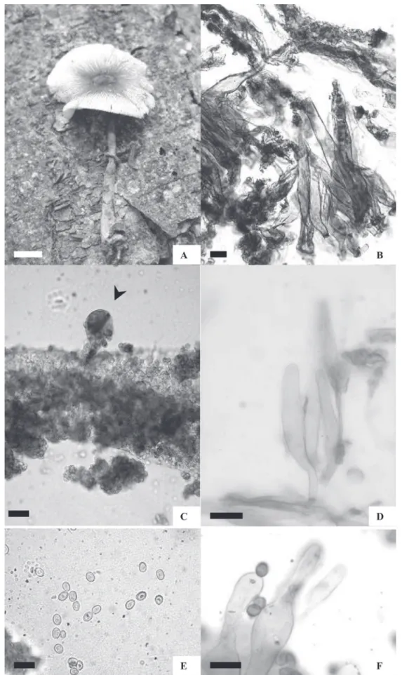 Figura 7. Lepiota teipeitensis Murril. A. Hábito. B. Camada cortical do píleo. C. Pleurocistídios (seta)