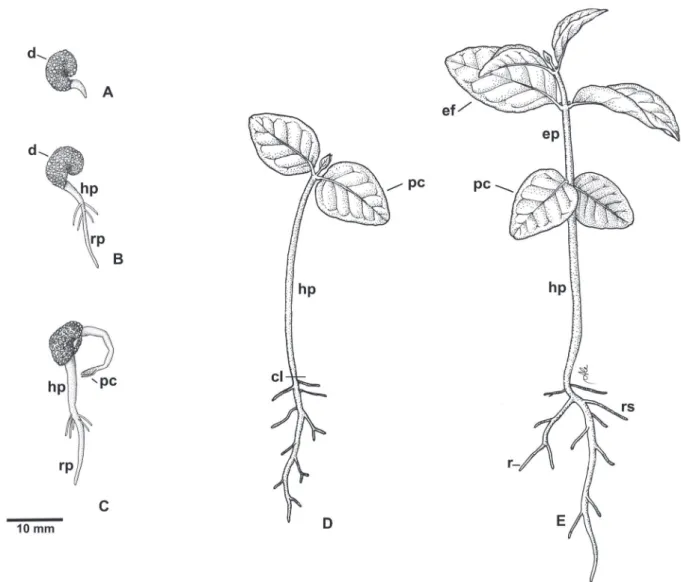 Figura 1. Desenvolvimento inicial de Campomanesia xanthocarpa O. Berg. (Myrtaceae). A