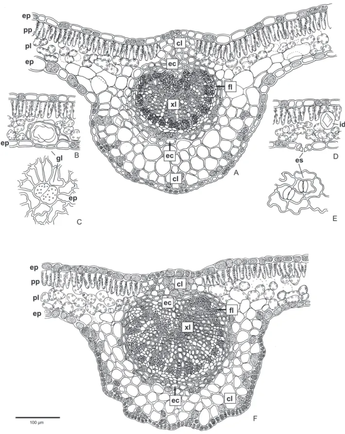 Figura 6. Anatomia do paracotilédone (A - E) e do eoﬁ lo (F) de Campomanesia xanthocarpa O