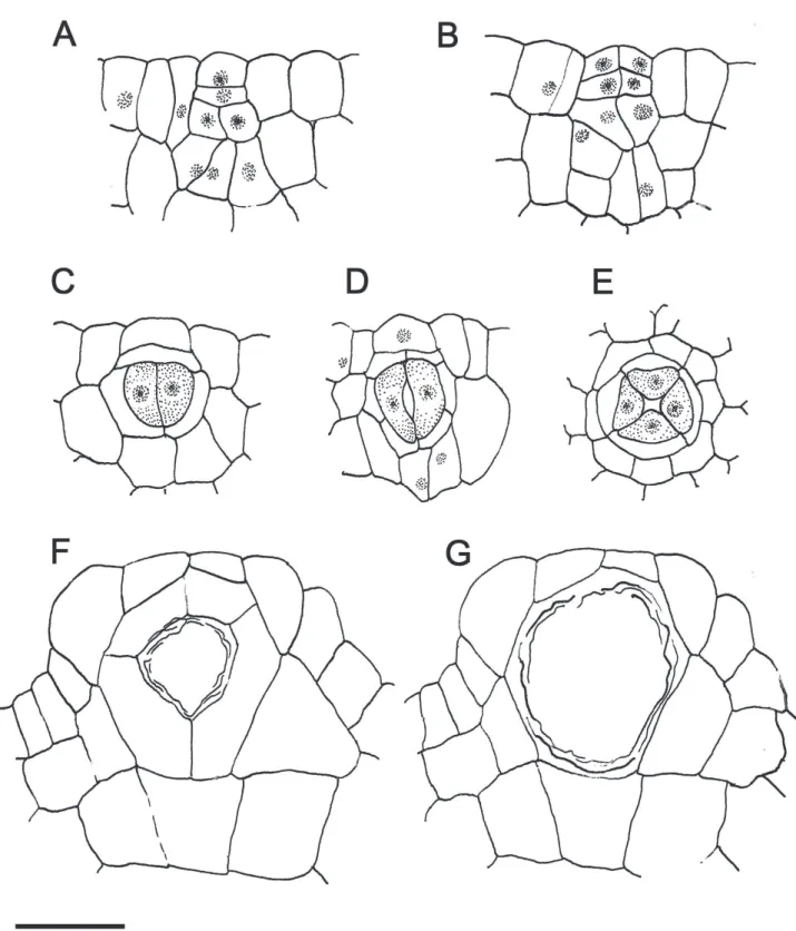 Figura 7. Ontogênese da glândula esquisolisígena de Campomanesia xanthocarpa O. Berg. (Myrtaceae)