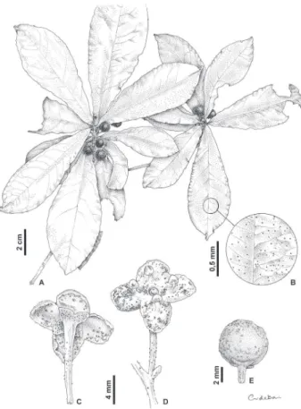 Figura 1. A-E. Cybianthus membranaceus Jung-Mend., Bernacci &amp; M.F.Freitas:  A. ramo em frutiﬁ cação; B