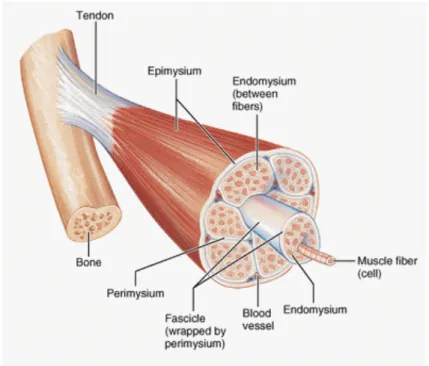 Figure   9   -­‐   Schematic   of   muscle   components   (MedicaLook   2013)   