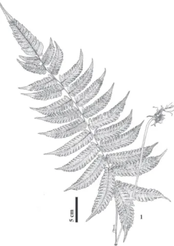 Figura 1. Thelypteris schwackeana (H.Christ ex C.Chr.) Salino. Hábito, com  destaque para as pinas basais refl exas (Neiva 369).