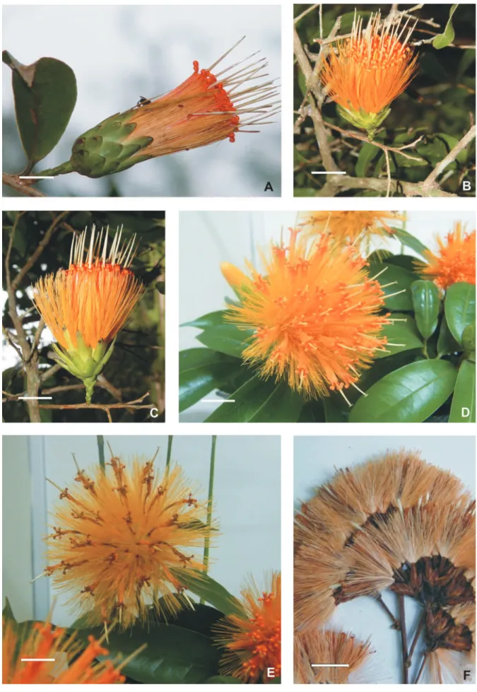 Fig. 1. Stifftia chrysantha J.C.Mikan: A-E: capítulos em vários estágios de desenvolvimento (A.C.M