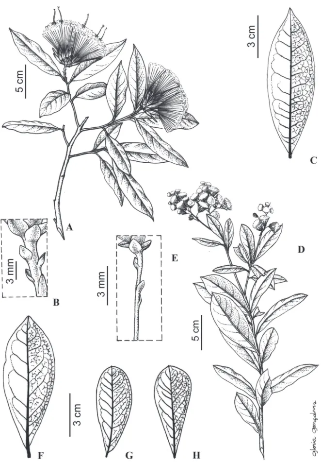 Fig. 2. Stifftia chrysantha J.C.Mikan: A-C: A. ramo; B. bractéolas do pedúnculo; C. lâmina foliar (A.C.M