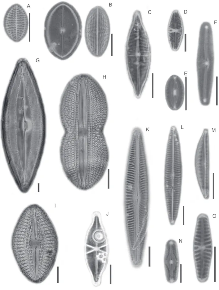 Figura 3. A. Cocconeis disculoides Hustedt. B. Cocconeis placentula var. lineata (Ehrenberg) Van Heurck