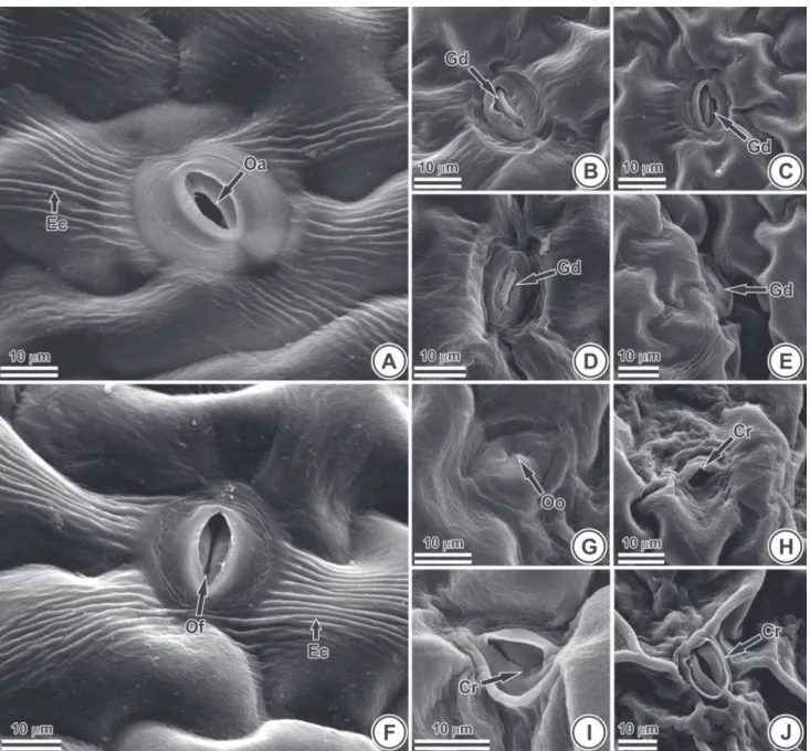 Figura 3. Eletromicrograﬁ as de folhas de Petroselinum crispum (Mill.) Mansf. (faces adaxial (A-E) e abaxial (F-J))
