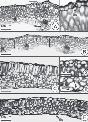 Figura 5. Anatomia foliar de Allium schoenoprasum L. (A-B) e Ocimum basi-