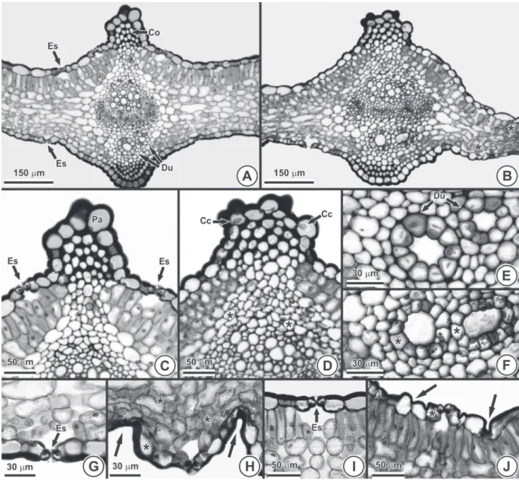 Figura 7. Anatomia foliar de Petroselinum crispum (Mill.) Mansf. (secções transversais)