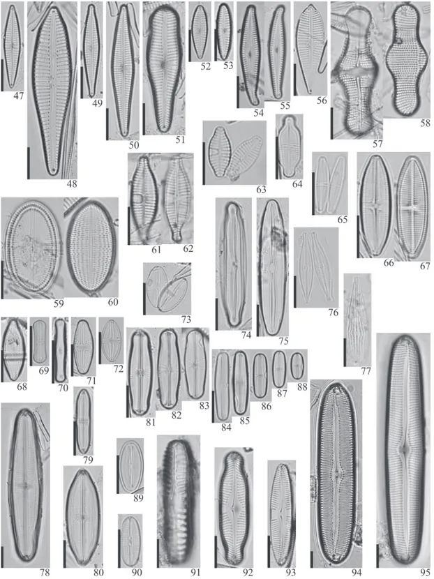 Figura 47-95. Diatomáceas perifíticas. 47. Gomphonema angustatum (Kützing) Rabenhorst