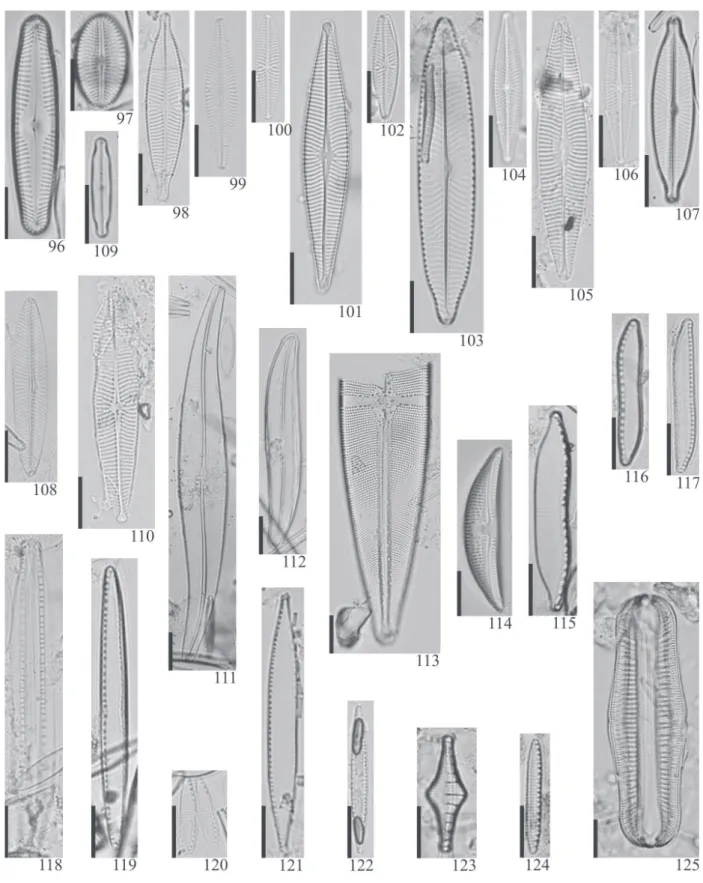 Figura 96-125. Diatomáceas perifíticas. 96. Pinnularia sp. 97. Diploneis subovalis Cleve