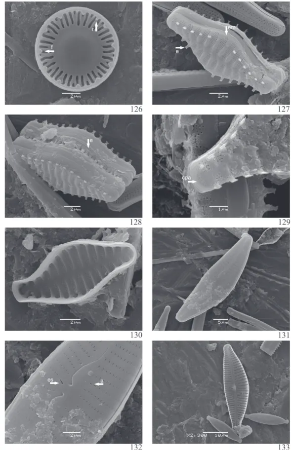 Figura 126-133. Diatomáceas perifíticas. 126. Discostella stelligeroides (Hustedt) Houk &amp; Klee