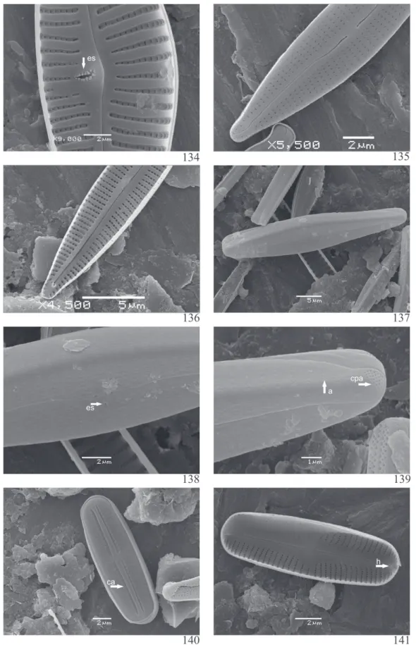 Figura 134-141. Diatomáceas perifíticas. 134. Cymbella excisa Kützing. Vista interna. Abertura do estigma (es) rodeada por estruturas semelhantes a dentes
