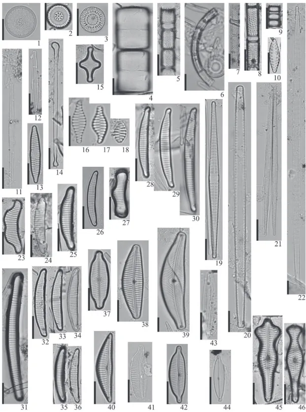 Figura 1-46. Diatomáceas perifíticas. 1. Thalassiosira rudis Tremarin, Ludwig, Becker &amp; Torgan