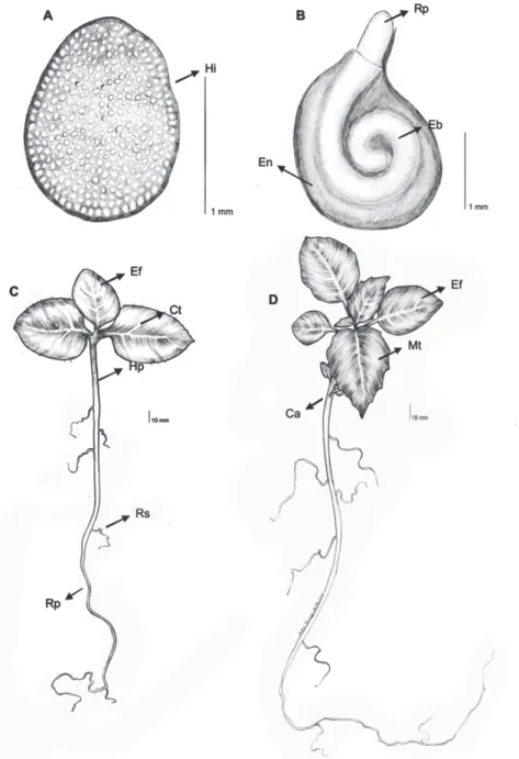 Figura 2. Sementes e plântulas de Physalis angulata L. (Solanaceae). Semente seca (A), Semente germinada (B), Plântula com dois cotilédones e um eóﬁ lo (C),  Plântula com cotilédones, eóﬁ los e metáﬁ los (D)