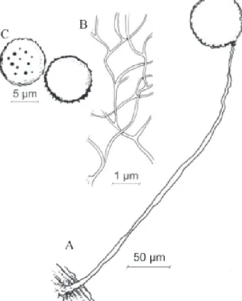 Figura 2. A. Indivíduos de Myrcya multiflora DC. (pau-mulato) presentes na Trilha Peroba do Parque das Dunas do Natal, RN, Brasil