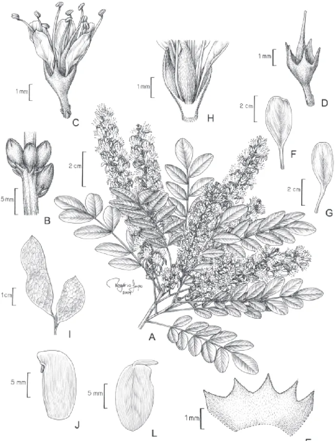 Figura 3. Acosmium lentiscifolium Schott. A. Ramo com flores. B. Parte da inflorescência com botões florais