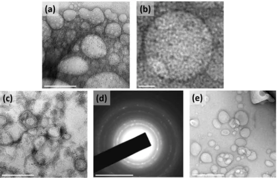 Fig. 2 Transmission electron microscopic (TEM) images of engineered liposomal nanotheranostics showing spherical morphology