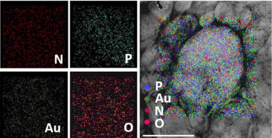Fig. 3 Microscopic elemental mapping of engineered liposomal nanotheranostics. Elemental composition of gold nanoparticles (AuNPs) and graphene quantum dots (GQDs) encapsulated with liposomal nanohybrids (NFGL) analyzed through transmission electron micros