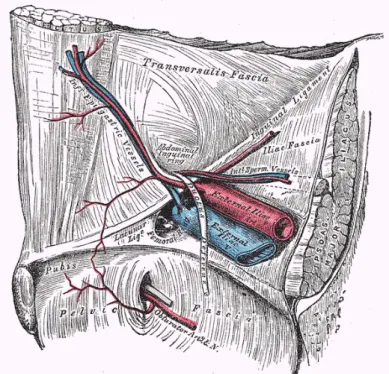 Figure 2.3: Origin of the DIEA from the external iliac artery. Adapted from [16].