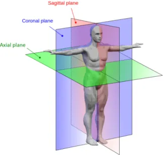 Figure 4.1: Anatomical planes of the body. Adapted from http://www.interactive-biology.com/.