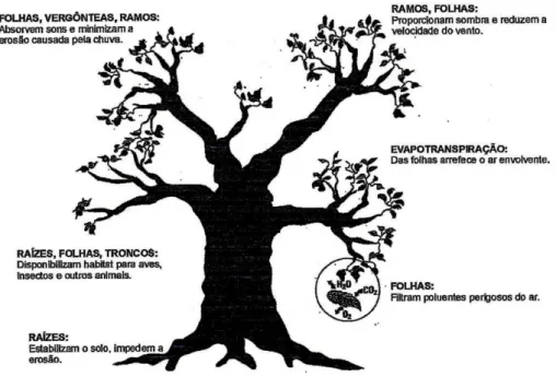 Figura 3 – Ilustração dos inúmeros benefícios ecológicos das árvores (Almeida, 2006) 