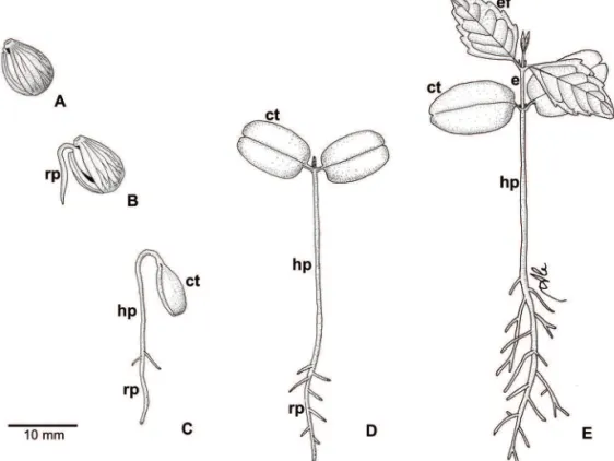 Figura 3. Estágios de desenvolvimento da plântula de Vitex megapotamica (Spreng.) Moldenke (Lamiaceae)