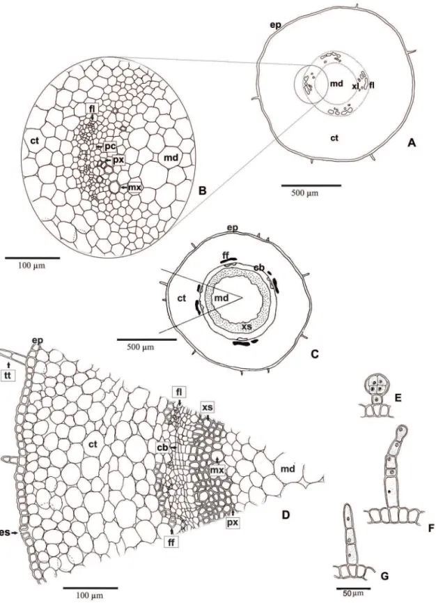 Figura 5. Secções transversais do hipocótilo de Vitex megapotamica (Spreng.) Moldenke (Lamiaceae)