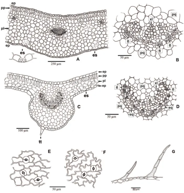 Figura 6. Secções transversais e paradérmicas do paracotilédone e do eofilo da plântula de Vitex megapotamica (Spreng.) Moldenke (Lamiaceae) com 20 dias