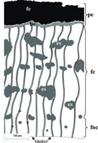 Figura 1. Diagrama da casca de Persea major Kopp em secção transversal. (fe: felema; be: bainha esclerenquimática; es: esclereídes; *: raios parenquimáticos; pe: periderme; fc: floema colapsado; fnc: floema não colapsado).