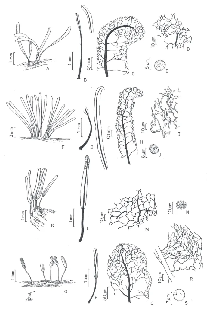 Figura 3. A-E. Stemonitis smithii T.Macbr: A. Esporocarpos. B. Esporângio. C. Columela evidenciando o ápice