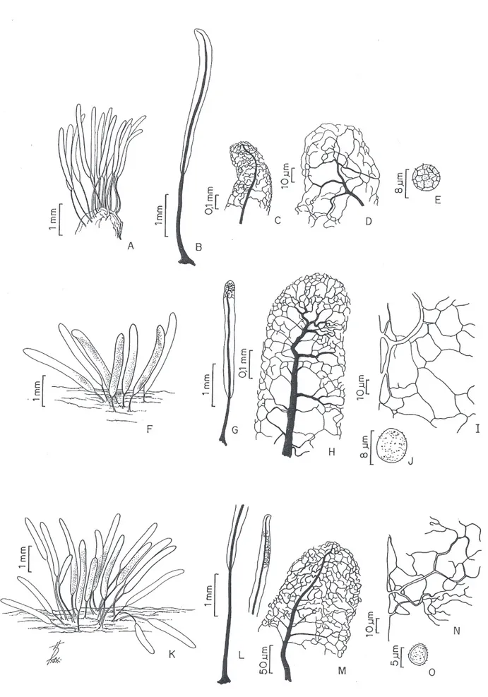 Figura 2. A-E. Stemonitis fusca Roth: A. Esporocarpos. B. Esporângio. C. Columela e capilício