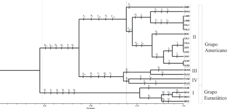 Figura 40. Fenograma de agrupamento através de UPGMA para 21 táxons de Briza L. e um de Erianthecium Parodi, baseado em 17 caracteres da face abaxial da epiderme e secção transversal da lâmina foliar