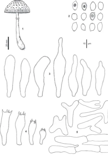 Figura 1-5. Leucocoprinus birnbaumii (Corda) Singer. 1. Basidioma. 2. Basidiósporos. 3