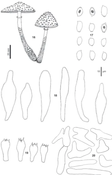 Figura 16-20. Leucocoprinus cretaceus (Bull.) Locq. 16. Basidioma. 17. Basidiósporos. 18