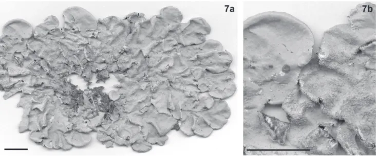 Figura 7. Parmotrema tinctotum (Nyl.) Hale. a. Hábito. b. Detalhe (Benatti 1724). Escalas nas ﬁ guras = 1 cm.