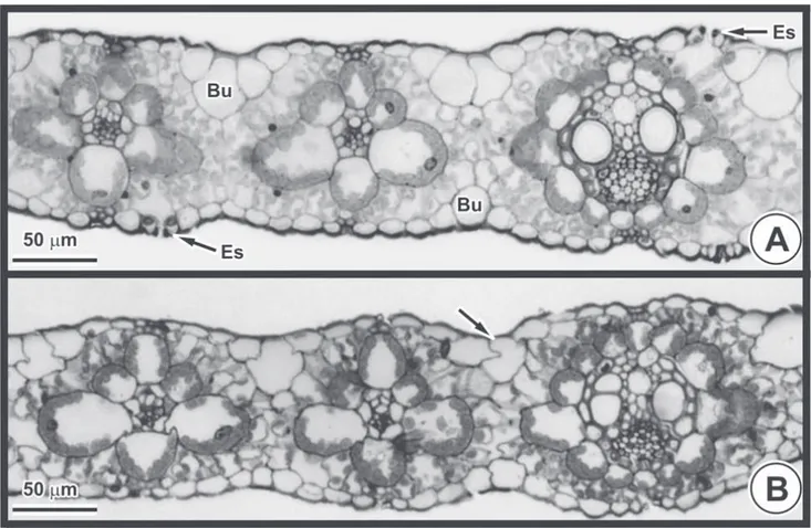 Figura 4. Anatomia foliar de Brachiaria brizantha (Hochst. ex A. Rich.) Stapf. (microscopia de luz - secção transversal)