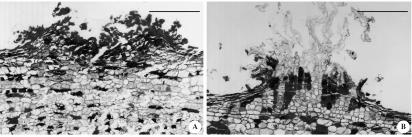 Figura 3. Micrografias ópticas de lenticelas da base do caule de plantas de Cecropia pachystachya Trec
