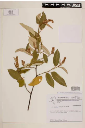 Figura 4: Croton tricolor Klotsch ex Baill 