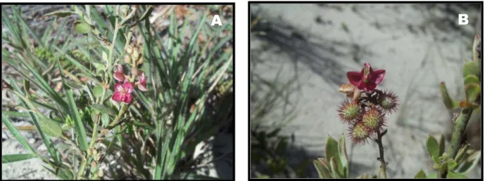 Figura 1  –  Krameria tomentosa. A. St. Hill no município de Santa Rita-PB. (A) Planta  completa