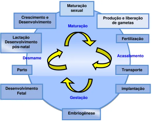 Figura 3  –  Esquema representativo das fases de reprodução em mamíferos. 