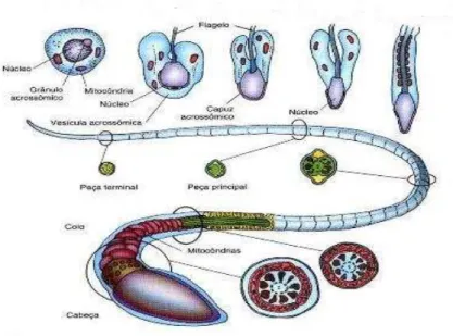 Figura 9  –  Desenho ilustrativo da espermiogênese e do espermatozoide de mamífero. 