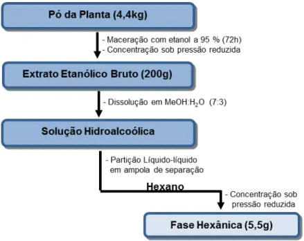 Figura 11  –  Esquema do processo de obtenção do EEB de K. tomentosa e da sua fase  hexânica