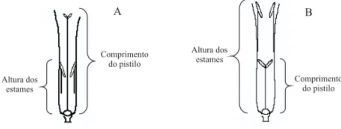 Figura 1. Esquema da flor longistila e brevistila em corte longitudinal (extraído de Coelho &amp; Barbosa 2004).