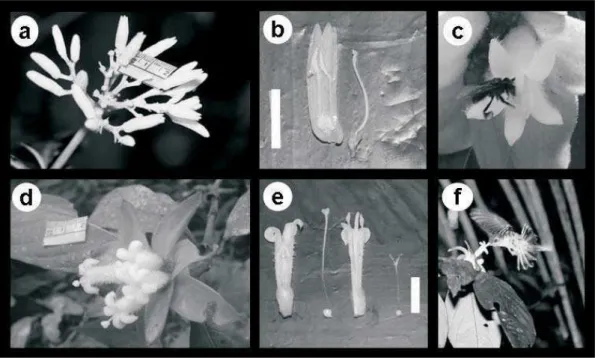 Figura 4.  Inflorescências, flores e visistantes de Palicourea cf. virens (Poepp. &amp; Endl) Standl e de Psychotria spectabilis Steyrm
