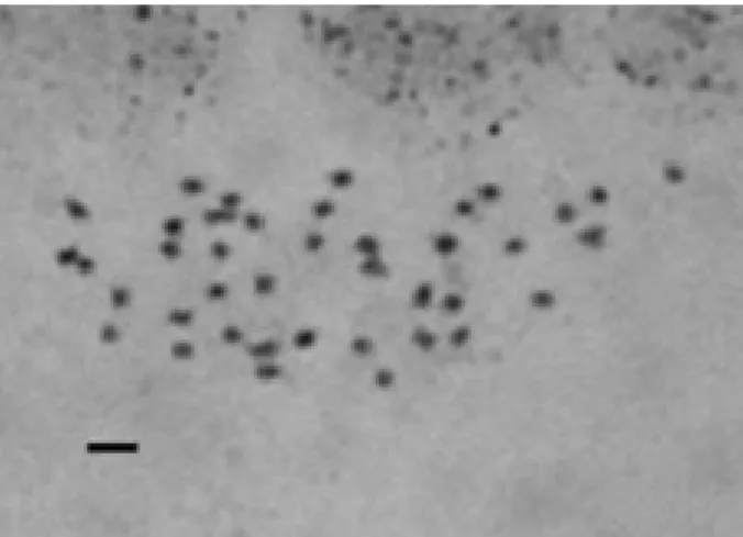 Figura 9. Metáfase mitótica de C. antisyphilitica, mostrando 2n = 40 cromossomos. Barra = 3,0 µm.