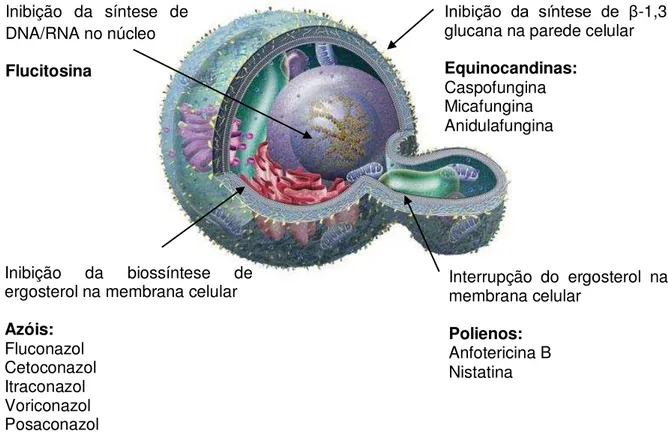 Figura 5 - Alvos de drogas antifúngicas na parede celular, membrana e núcleo. 