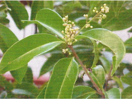 Figura 2. Fotografia das folhas e frutos da espécie Ocotea duckei VATTIMO   (DIAS, 2002) 