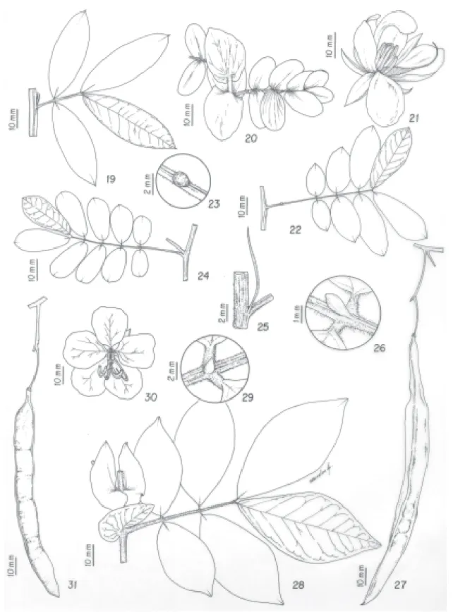 Figura 19. Chamaecrista ochnacea (Vogel) H.S. Irwin &amp; Barneby var. ochnacea. 19. Folha (Messias et al
