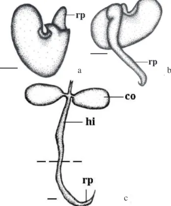 Figura 2. Embrião de Crotalaria lanceolata E. Mey (e = eixo embrionário; co = cotilédone; r = radícula; p = plúmula)